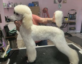 puppy